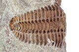 Ordovician Trilobite (Placoparia) Fossil - Morocco #216590-3